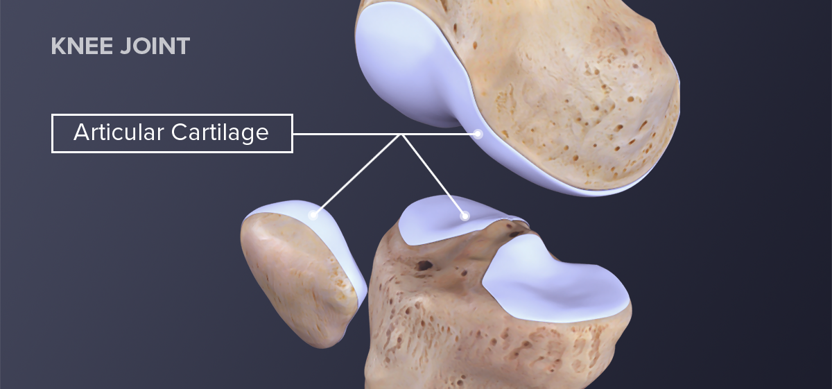 What Is the Purpose of Cartilage? | Danforth Main